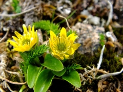 Oxygraphis glacialis