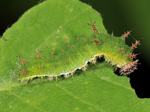 Eurasian White Admiral