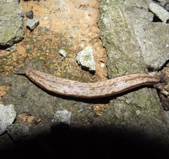 Meghimatium pictum