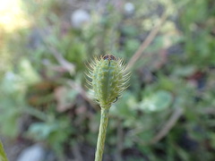 Papaver hybridum