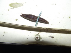 Helicarionoidea