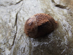Anadenidae