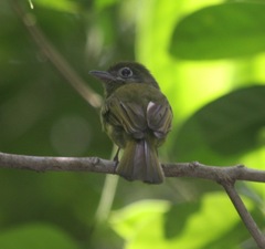 Rhynchocyclus brevirostris