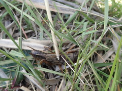 Gryllotalpa septemdecimchromosomica