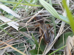 Gryllotalpa septemdecimchromosomica