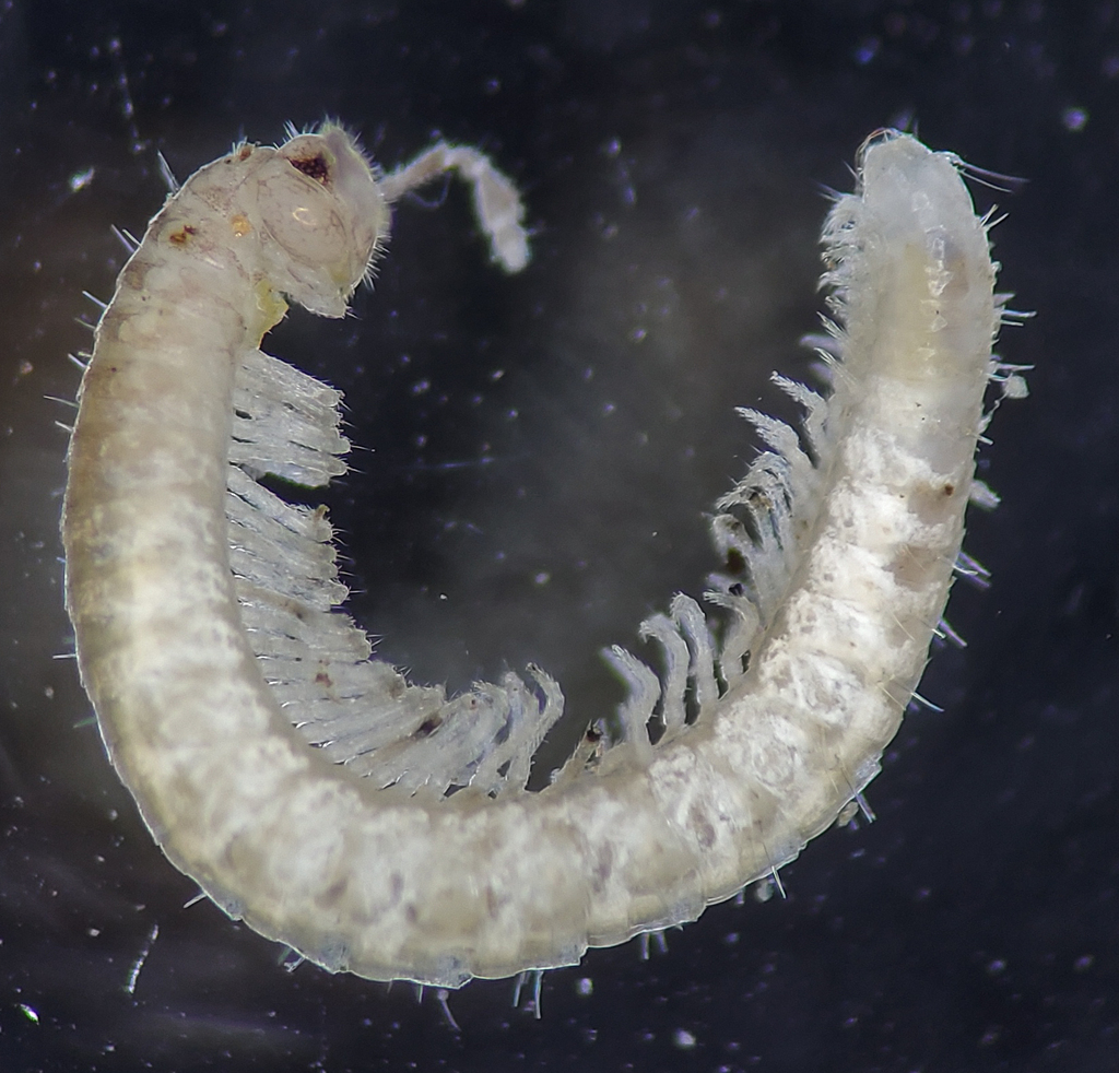 Crescent Moon Millipede