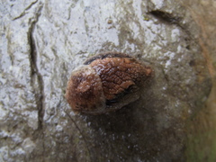 Anadenidae
