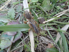 Gryllotalpa septemdecimchromosomica