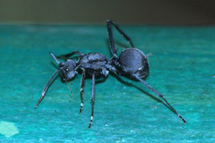 Polyrhachis