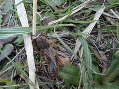 Gryllotalpa septemdecimchromosomica