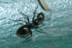 Colobopsis