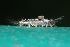 Lymantriinae