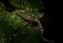 Temnosternus planiusculus