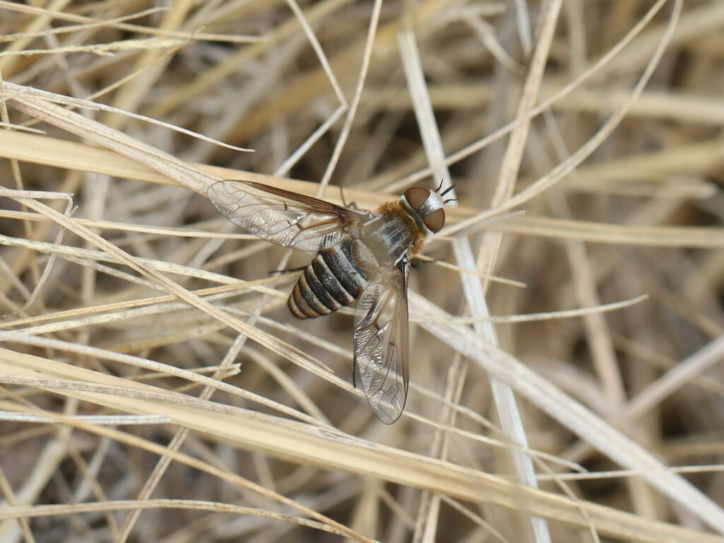 Exoprosopa dispar