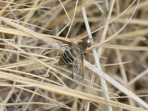 Exoprosopa dispar