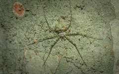 Tamopsis tweedensis