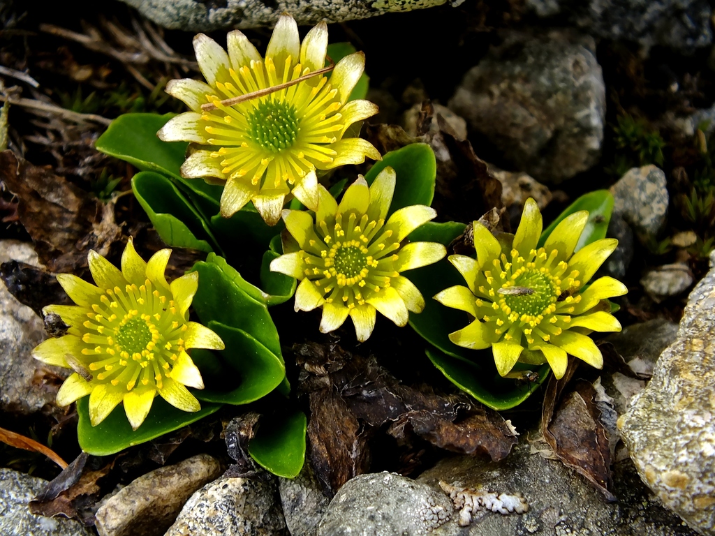 Oxygraphis