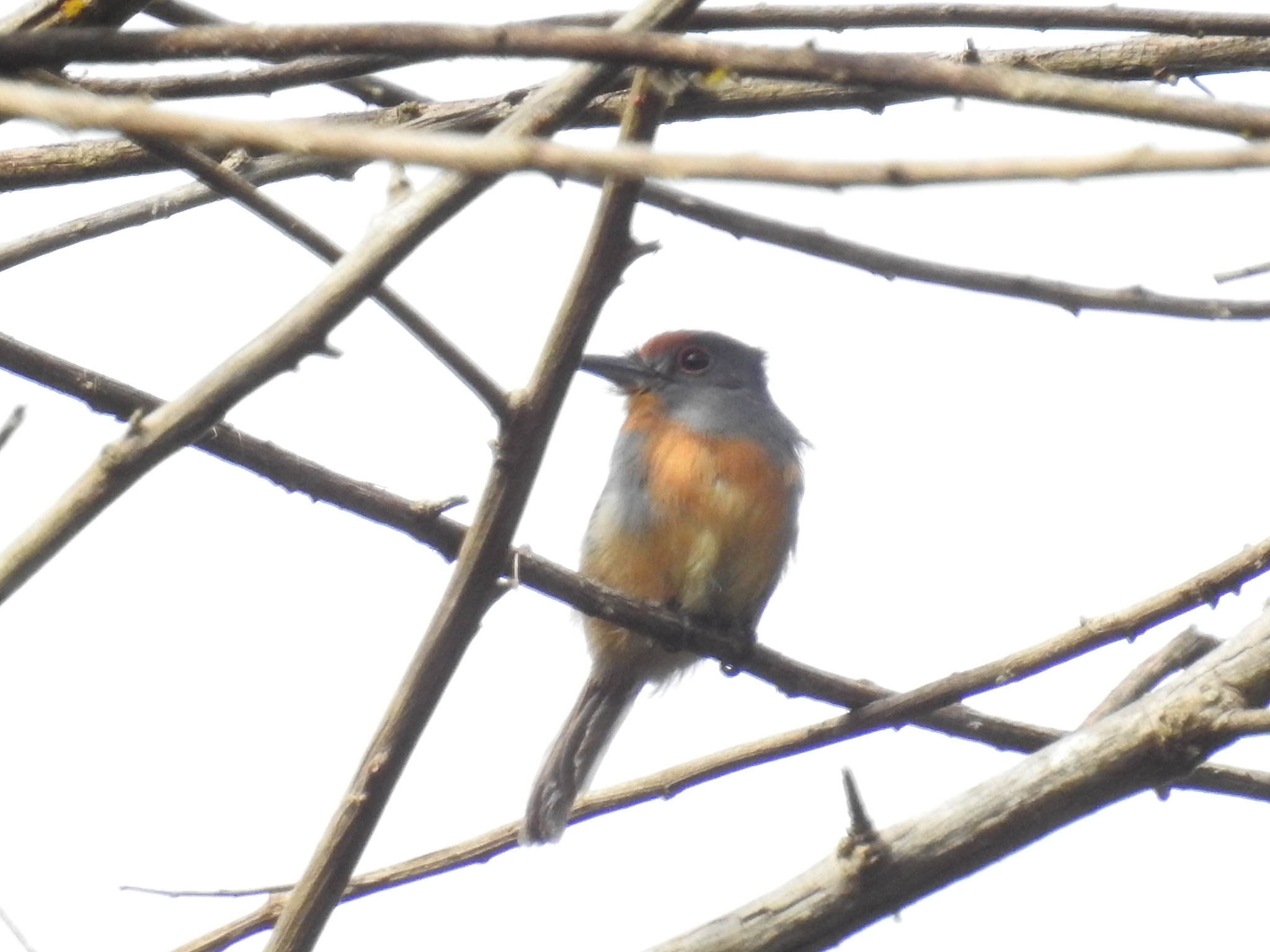 Rufous-capped Nunlet (Nonnula ruficapilla), photo 2