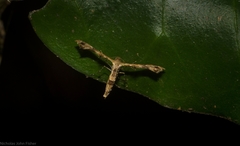 Nippoptilia cinctipedalis