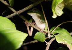 Phyllomedusa trinitatis