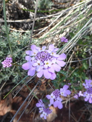 Iberis