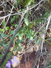 Iberis