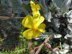 Cistus atriplicifolius
