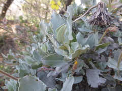 Cistus atriplicifolius
