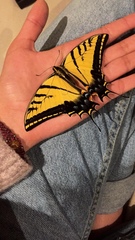 Papilio multicaudata