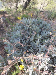Cistus atriplicifolius