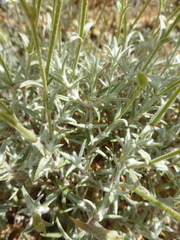 Cerastium gibraltaricum