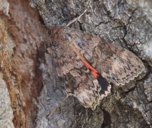 Jessica Underwing photo 3