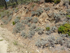 Cistus atriplicifolius