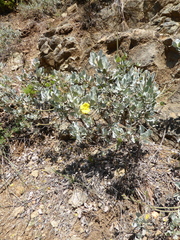 Cistus atriplicifolius