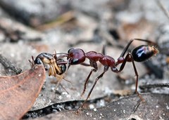 Myrmecia regularis