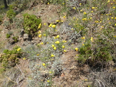 Adenocarpus telonensis