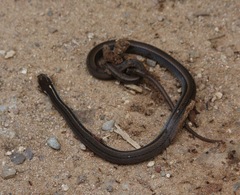 Coniophanes imperialis