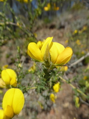 Adenocarpus telonensis