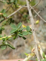 Adenocarpus telonensis