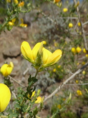 Adenocarpus telonensis