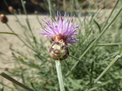 Centaurea carratracensis