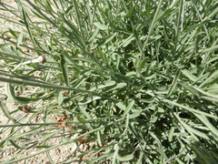 Centaurea carratracensis