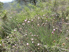 Centaurea carratracensis