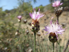 Centaurea carratracensis