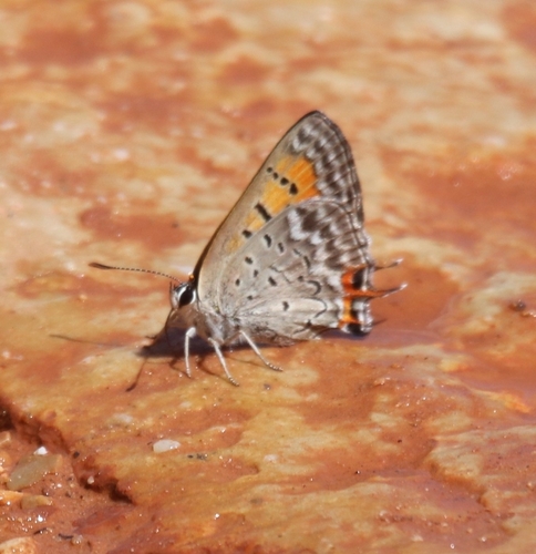 Tailed Copper photo 3