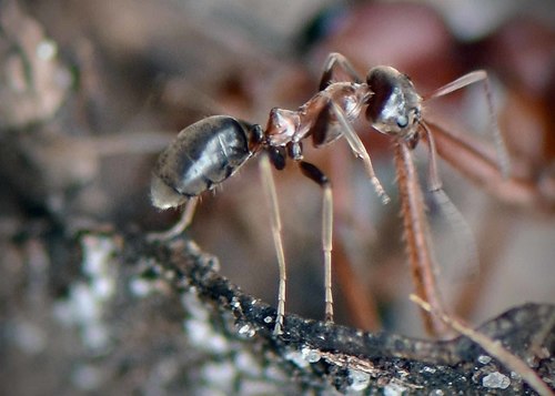 Iridomyrmex setoconusIridomyrmex setoconus