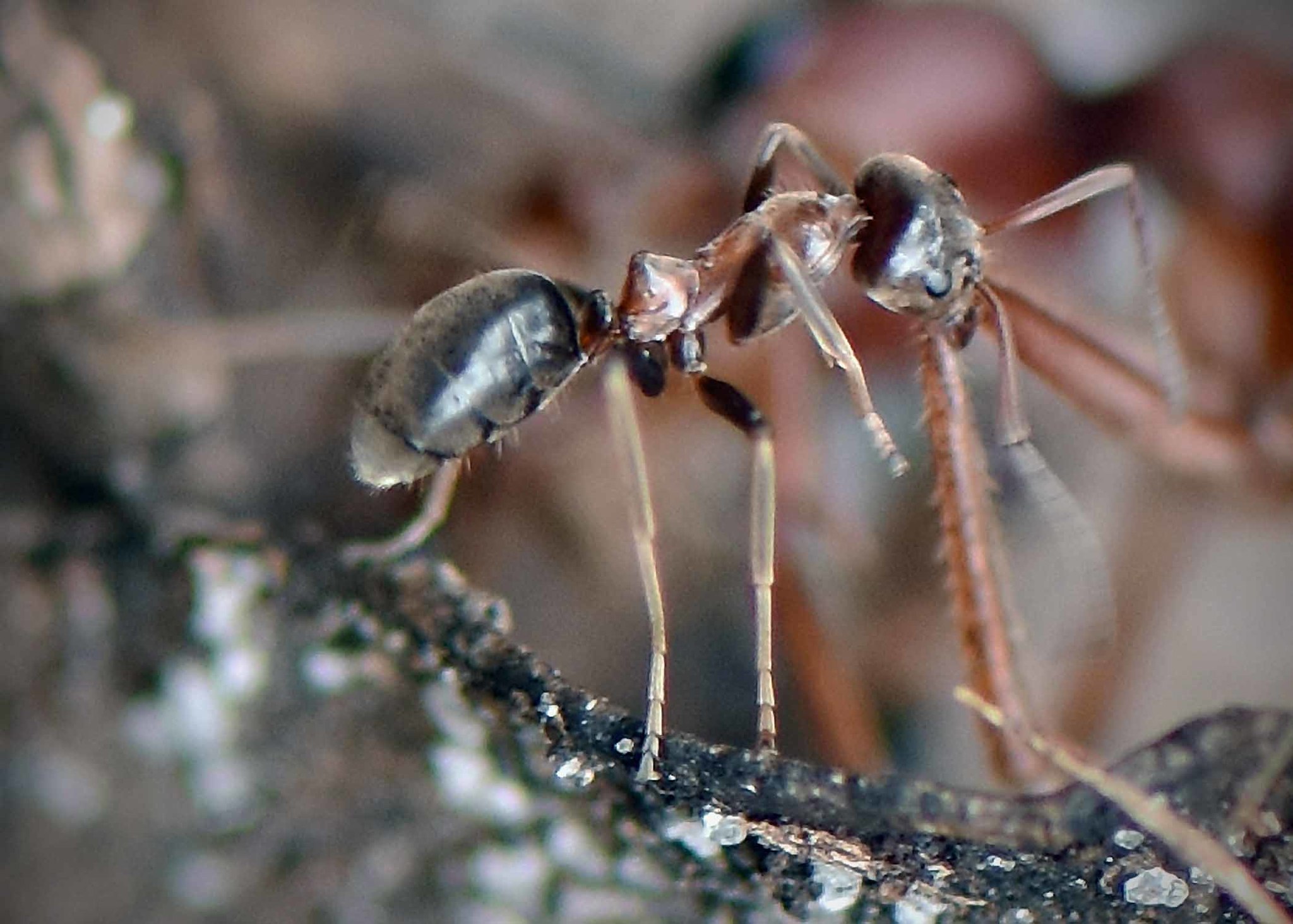Iridomyrmex setoconus