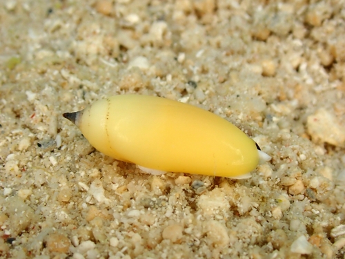 Imbricaria olivaeformis observed 2023-07-25