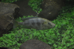 Nimbochromis venustus