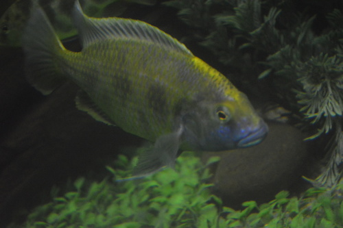 Giraffe Cichlid